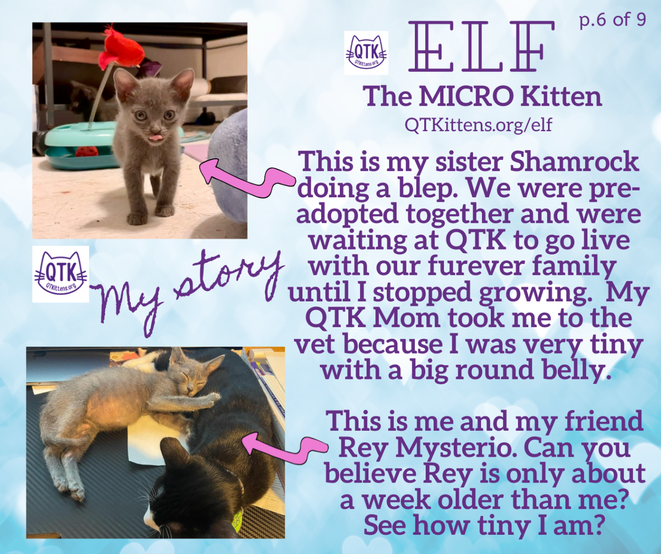 About the Elf?s FIP Warrior T-Shirt. &nbsp;QT Kittens.&nbsp; campaign on Bonfire 9