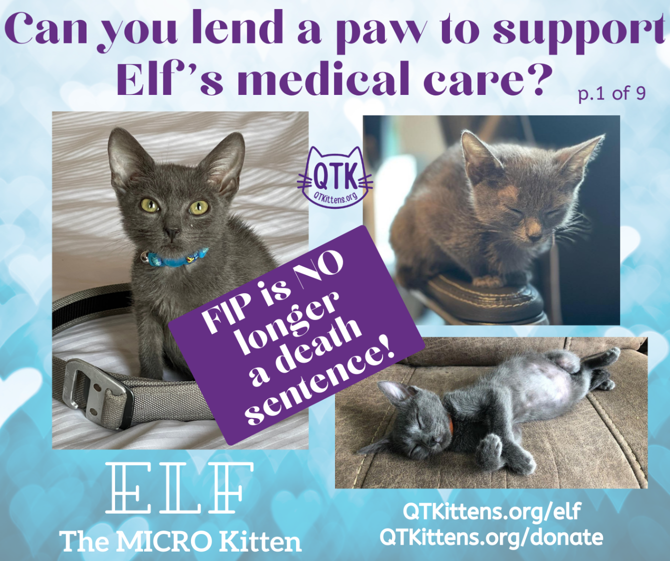 About the Elf?s FIP Warrior T-Shirt. &nbsp;QT Kittens.&nbsp; campaign on Bonfire 4