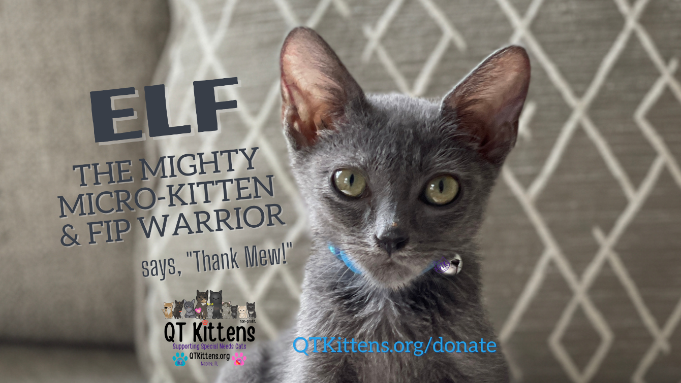 About the Elf?s FIP Warrior T-Shirt. &nbsp;QT Kittens.&nbsp; campaign on Bonfire 3
