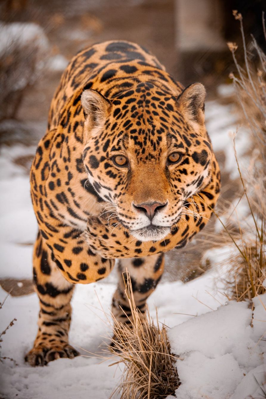 About the Animal Ark Wildlife Sanctuary campaign on Bonfire 2