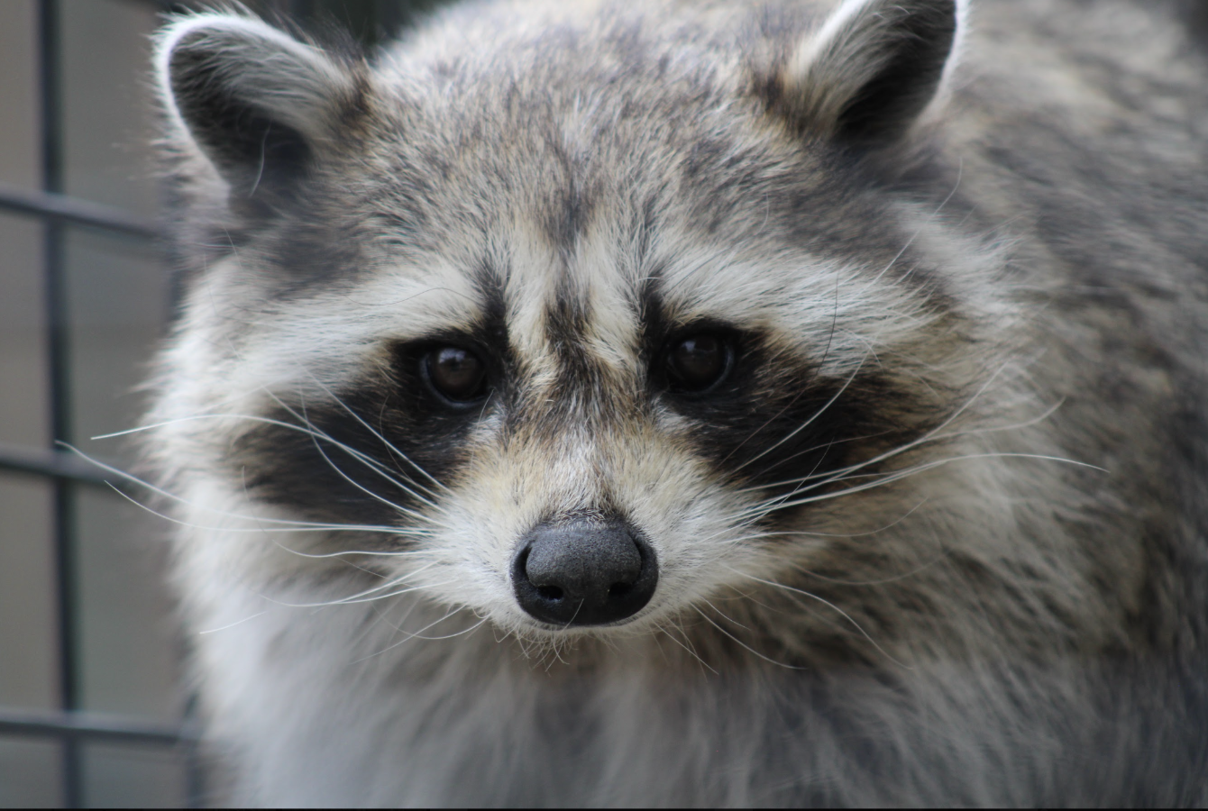 About the Raccoon Appreciation Day campaign on Bonfire 2