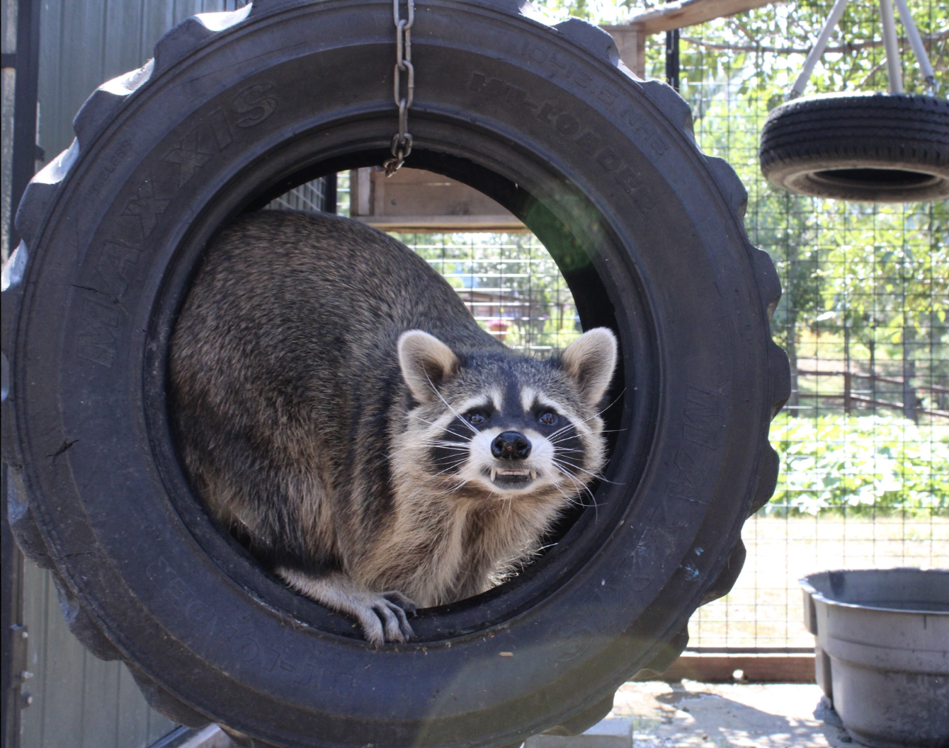 About the Raccoon Appreciation Day campaign on Bonfire 4
