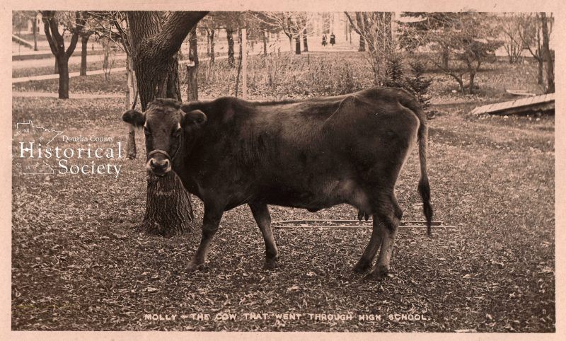 About the Molly the Cow - DCHSMN campaign on Bonfire 4