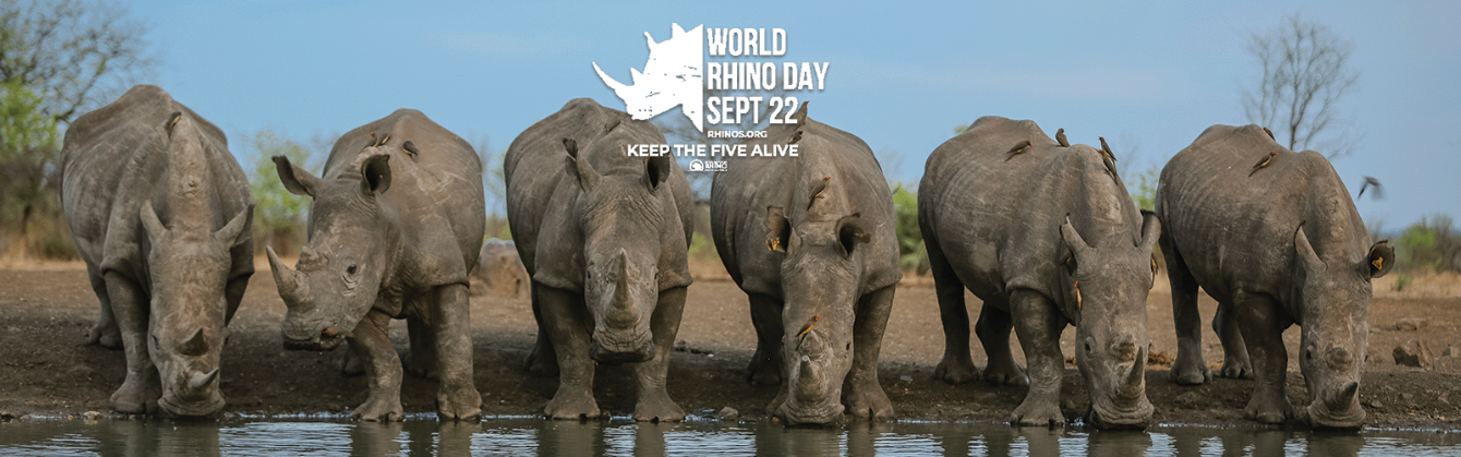 About the World Rhino Day 2026 campaign on Bonfire 2
