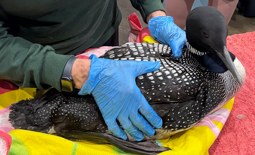 About the REGI Common Loon (July) campaign on Bonfire 2