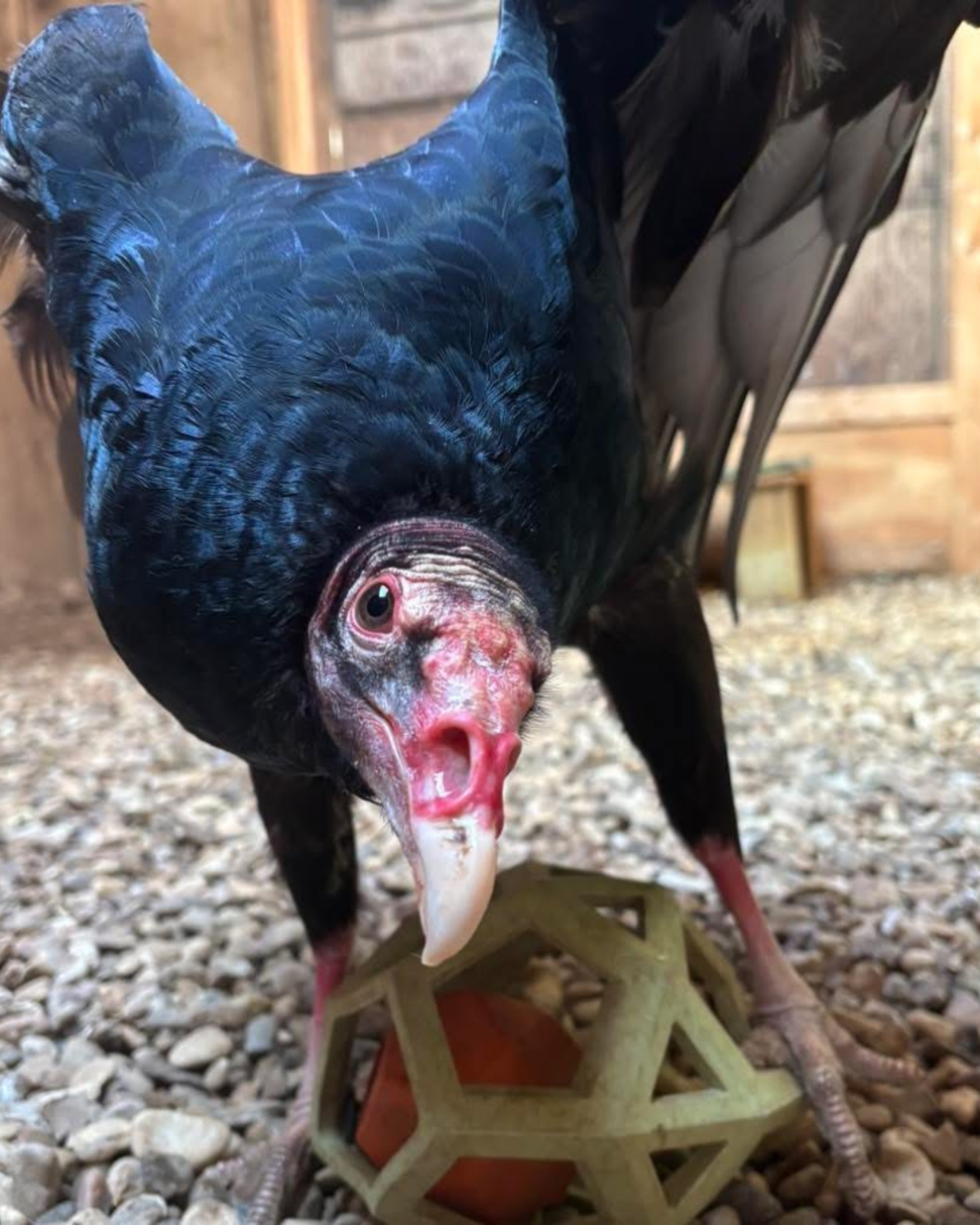 About the Northsong Wild Bird Rehabilitation campaign on Bonfire 2
