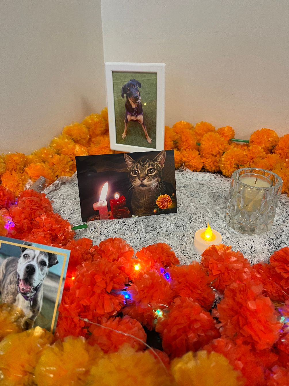 About the Stray Cat Alliance - D?a de los Muertos campaign on Bonfire 2