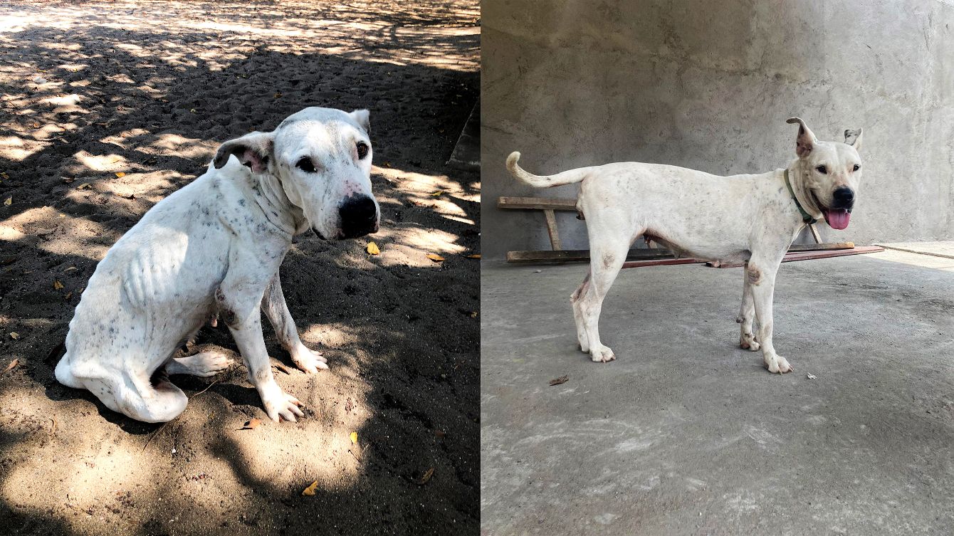 About the Surf Dog (A) | Tops campaign on Bonfire 9