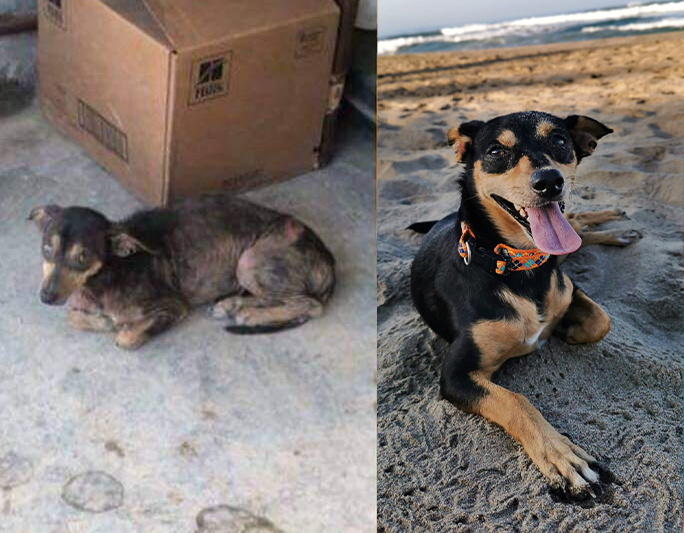 About the Surf Dog (A) | Tops campaign on Bonfire 7