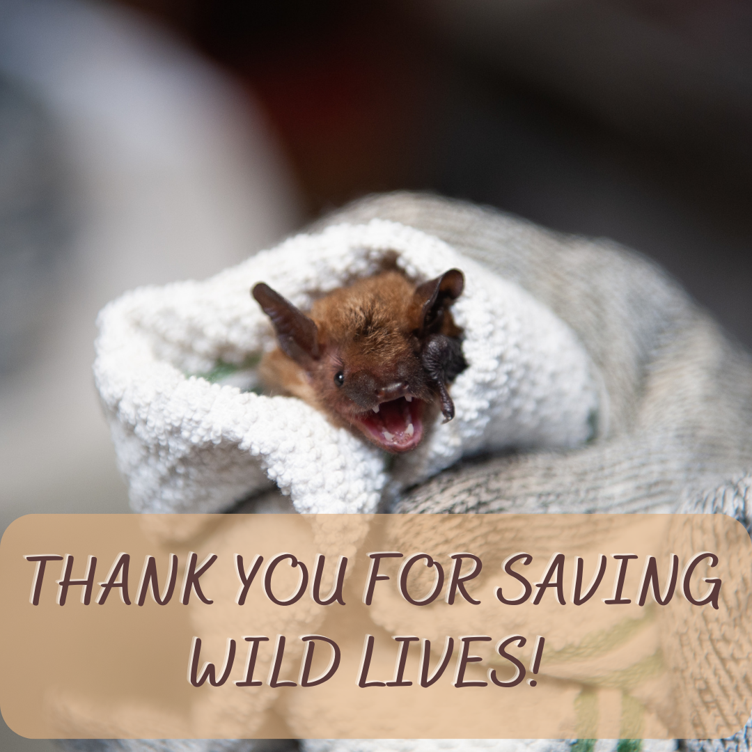 About the Celebrate Wildlife in WNC campaign on Bonfire 3