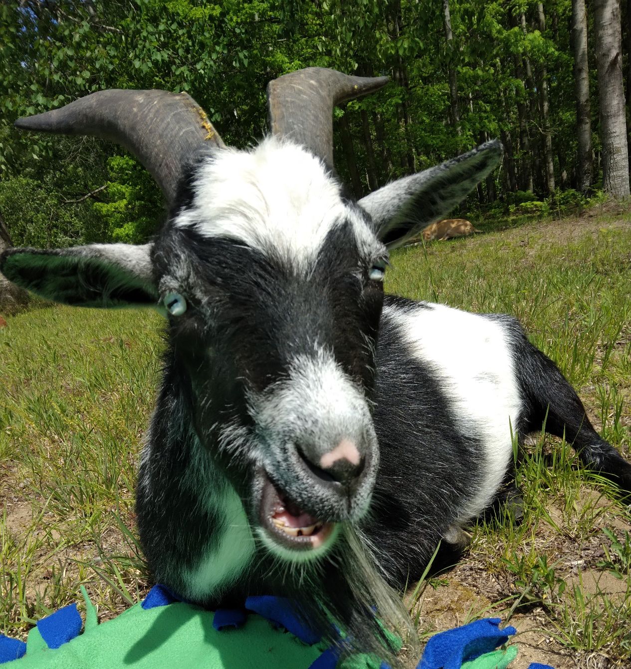 About the Thriving Wild: J is for Jasper campaign on Bonfire 2