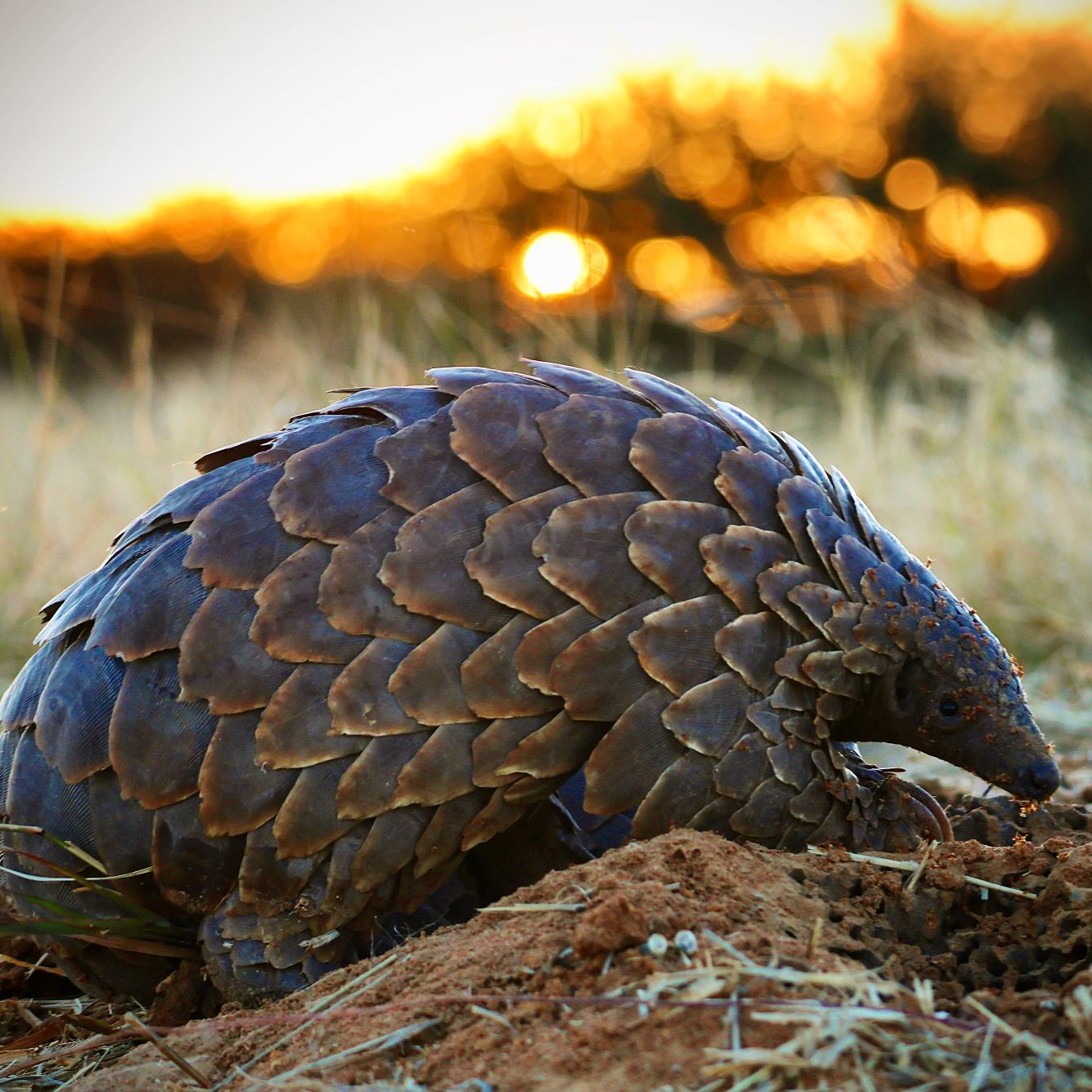 About the Save Pangolins campaign on Bonfire 2