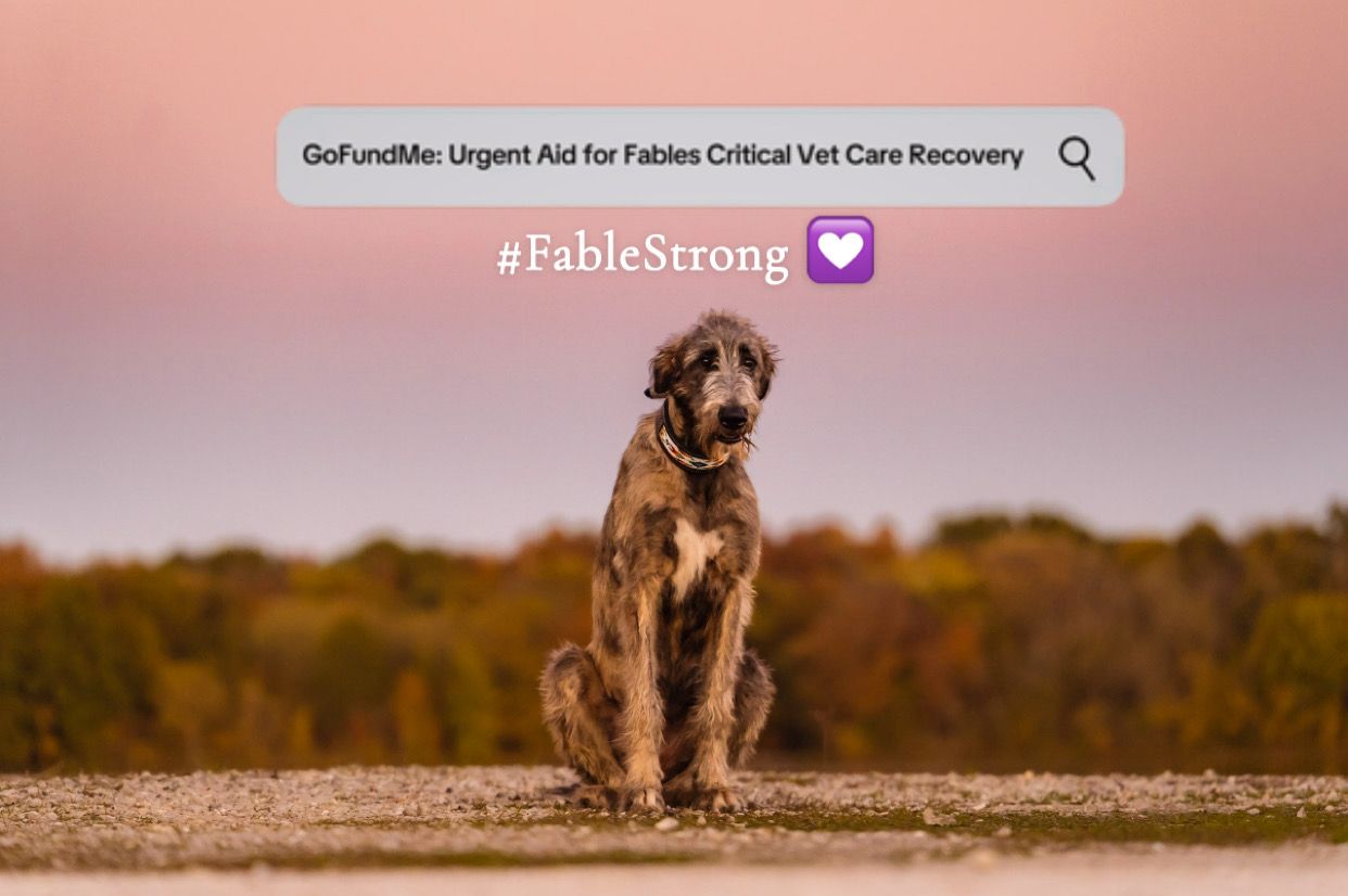 About the Constellation FableStrong Design campaign on Bonfire 3