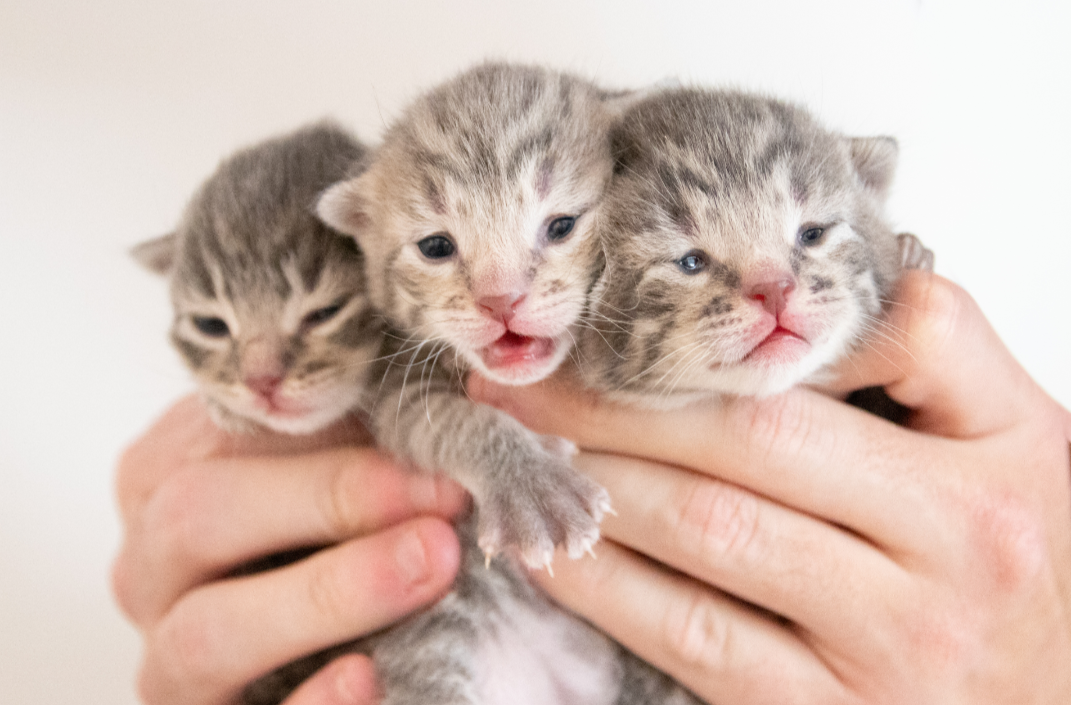 About the  campaign on Bonfire 2