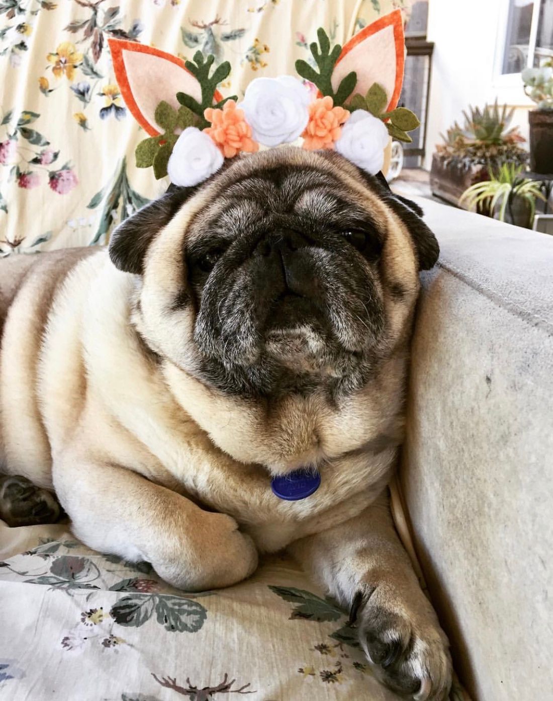 Joy, Peace, and Pugs Bonfire