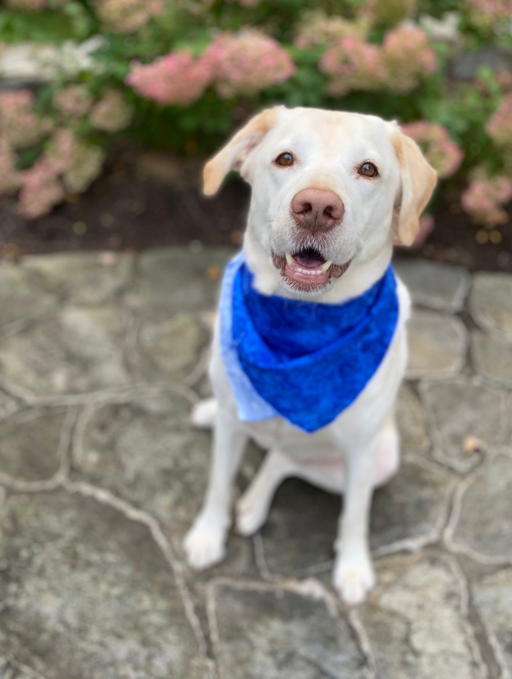 About the Celebrate 20 Years of Rescue! campaign on Bonfire 2