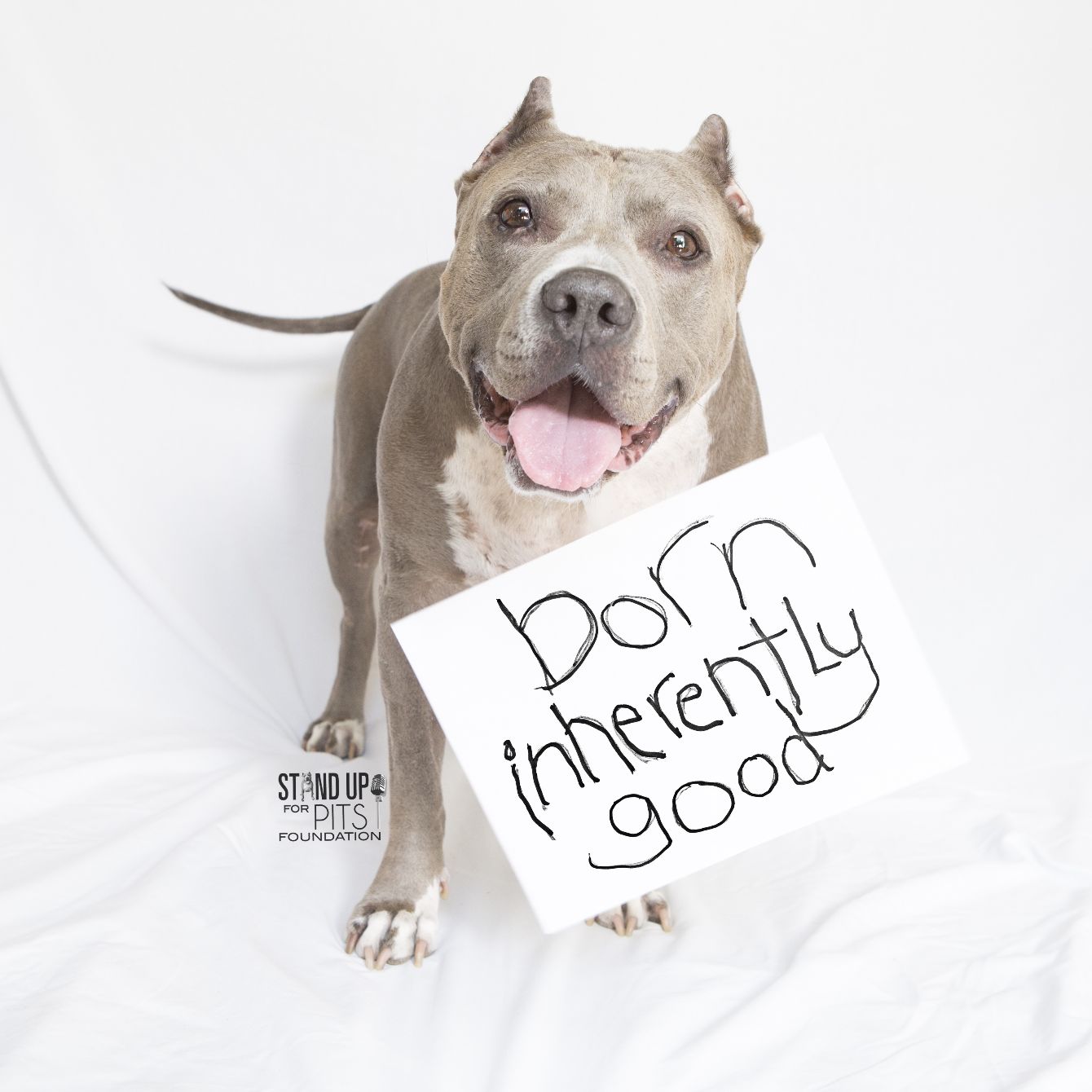 About the Spay & Neuter Angel Day campaign on Bonfire 2