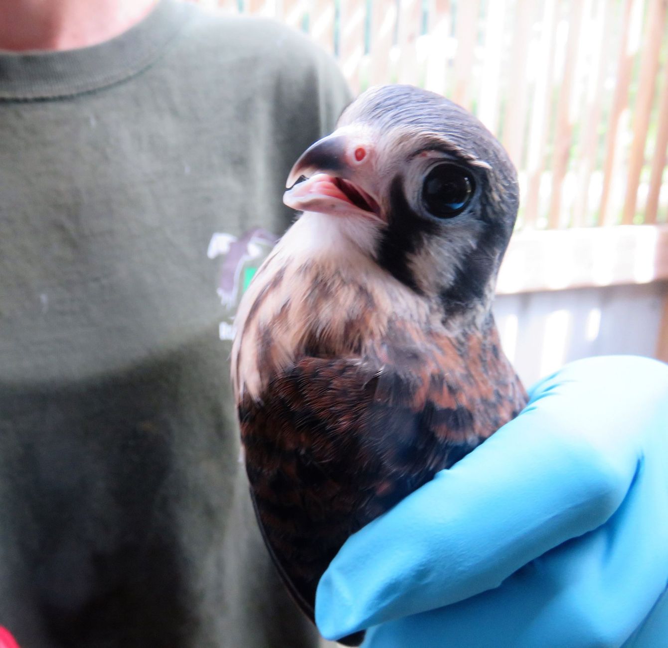 About the REGI American Kestrel (November) campaign on Bonfire 2