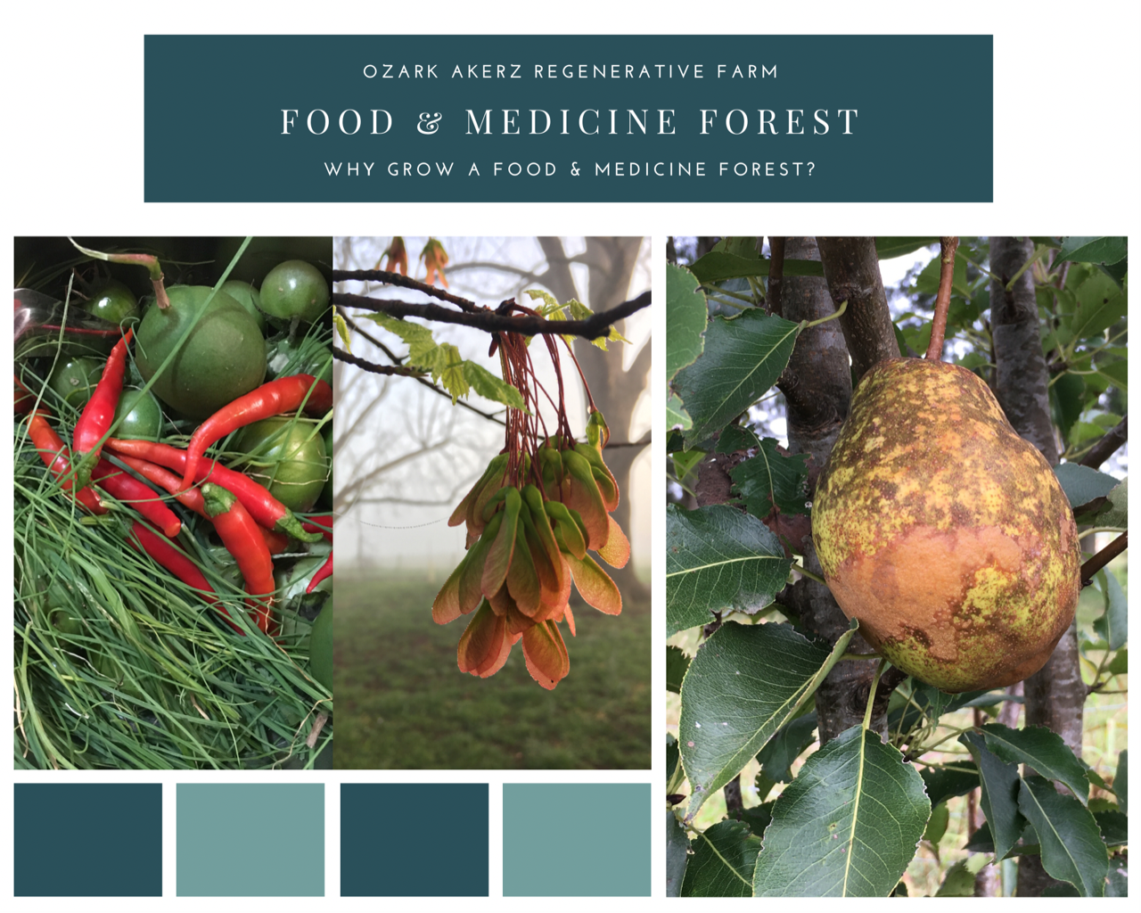 About the Food & Medicine Forest campaign on Bonfire 0