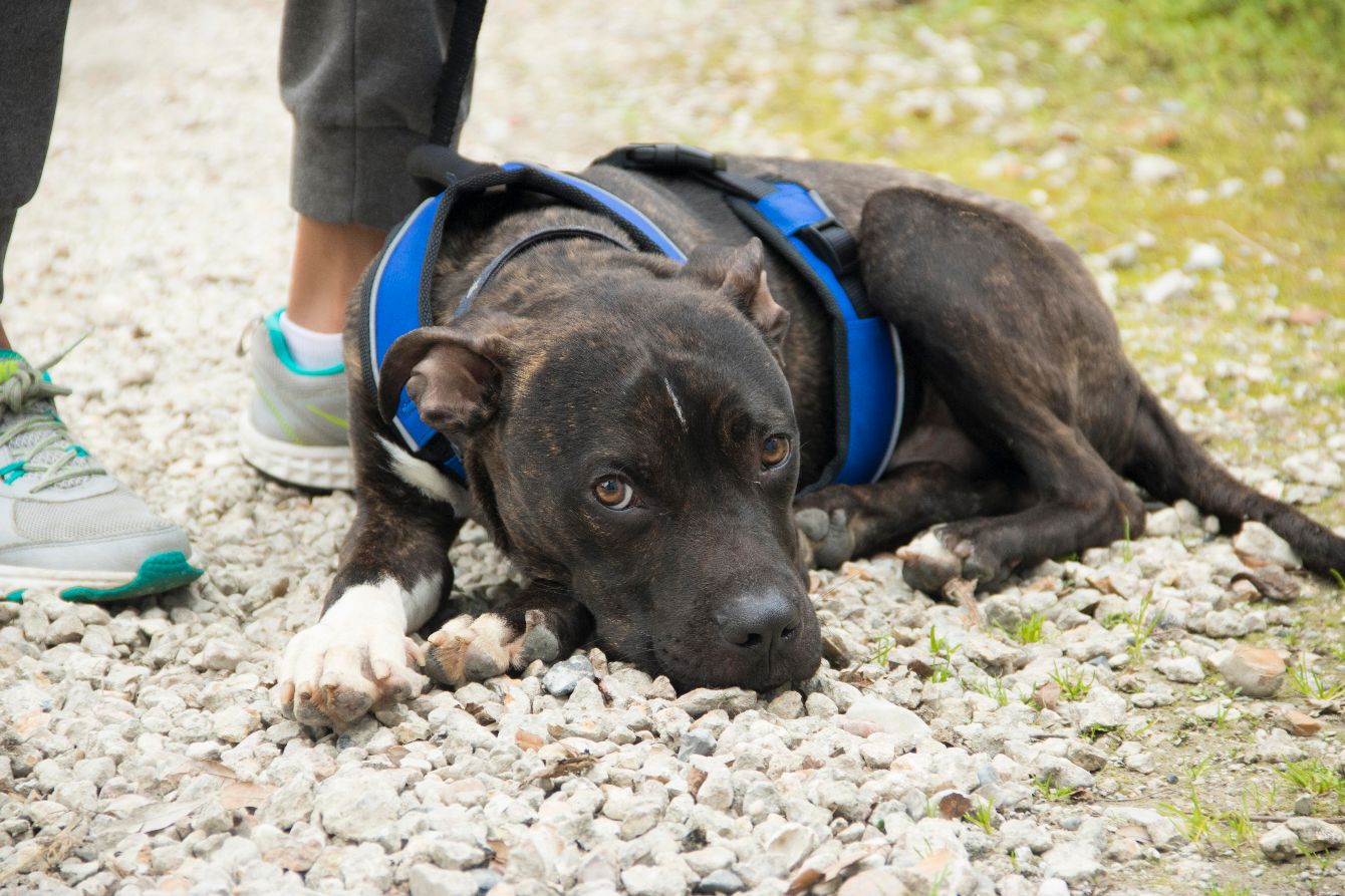 About the Give a Dog a Bone campaign on Bonfire 5