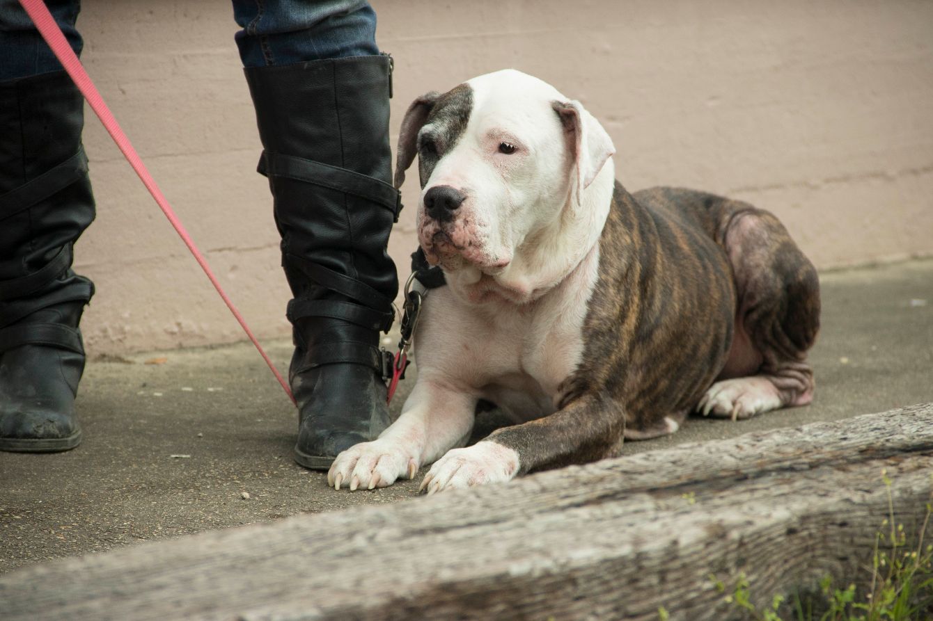About the Give a Dog a Bone campaign on Bonfire 3