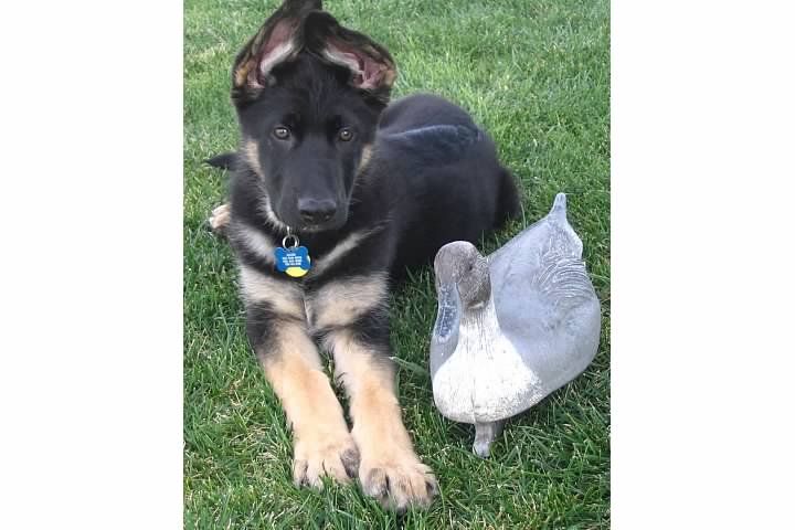 About the Protect. Detect. Apprehend. campaign on Bonfire 2