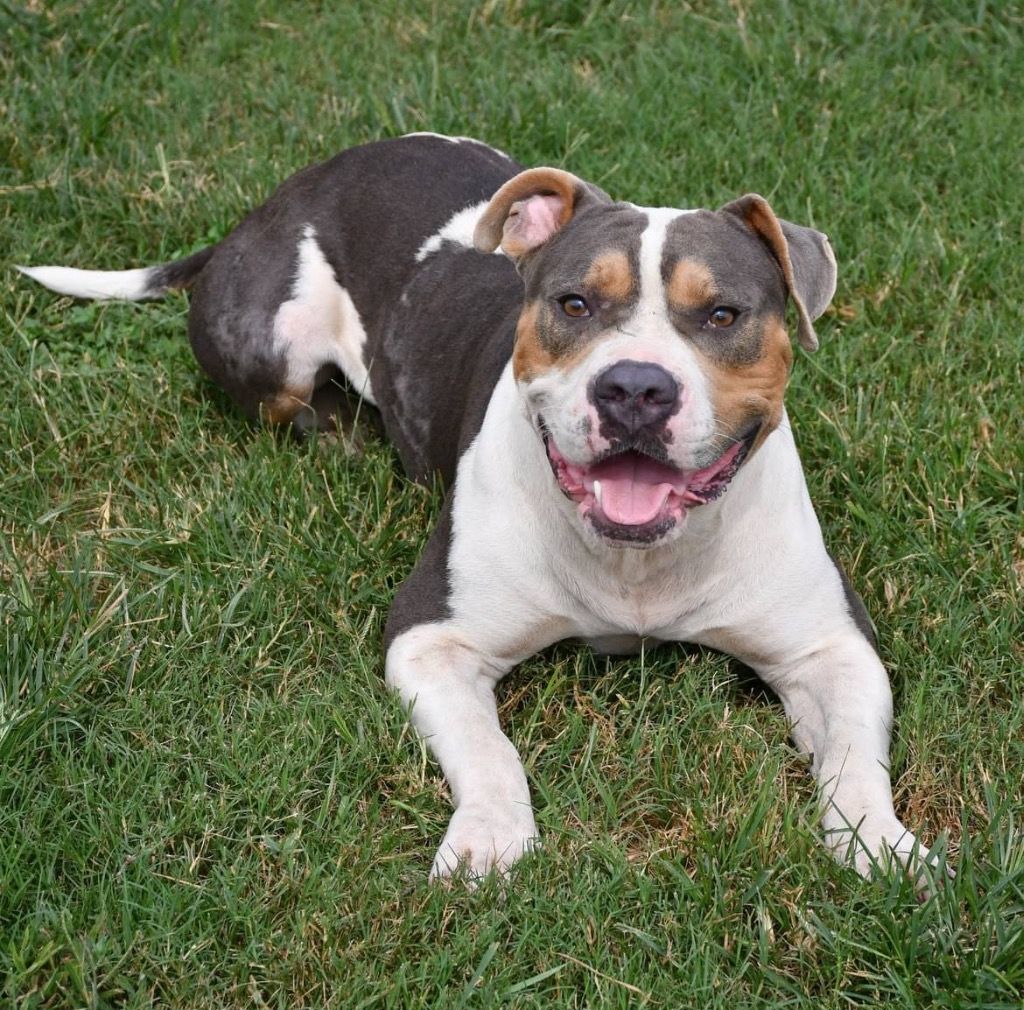 About the Paws & Kisses ?? campaign on Bonfire 2