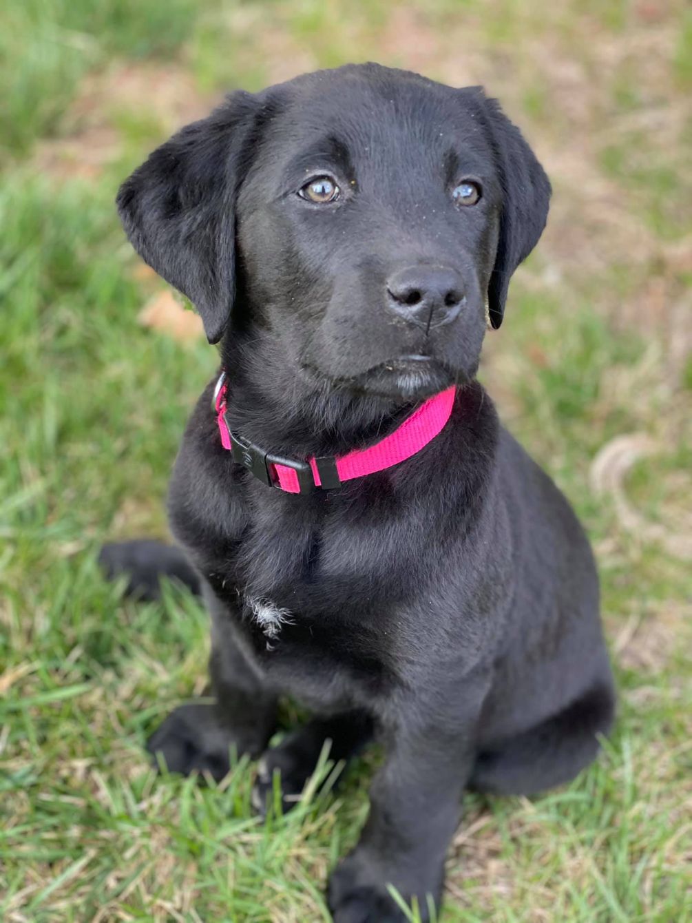 About the ACTS Circle Logo Gear campaign on Bonfire 2