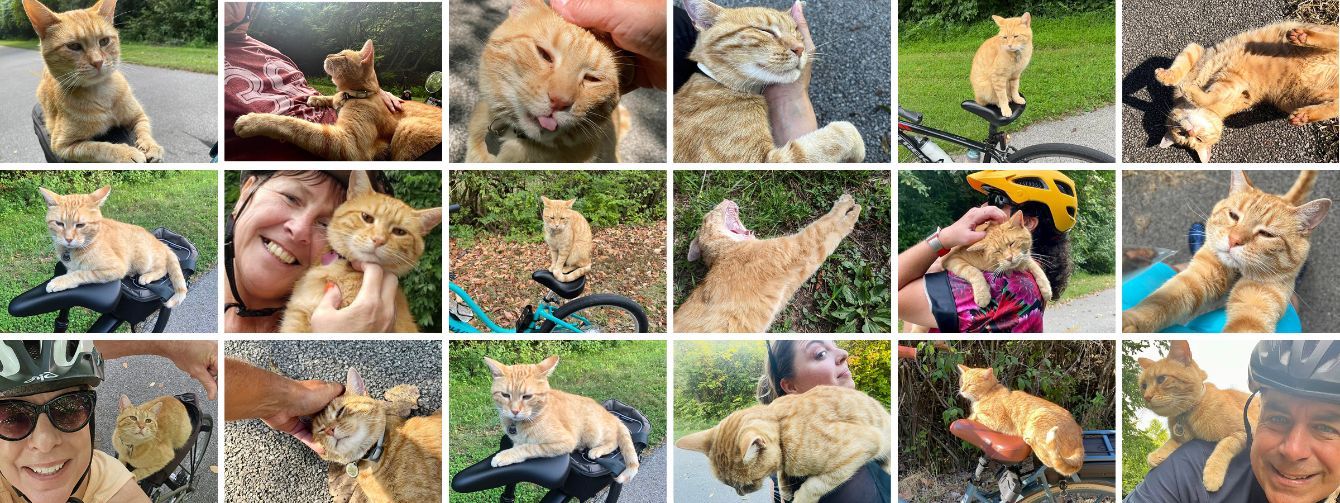 About the Spring 2025 Newt Merch campaign on Bonfire 2