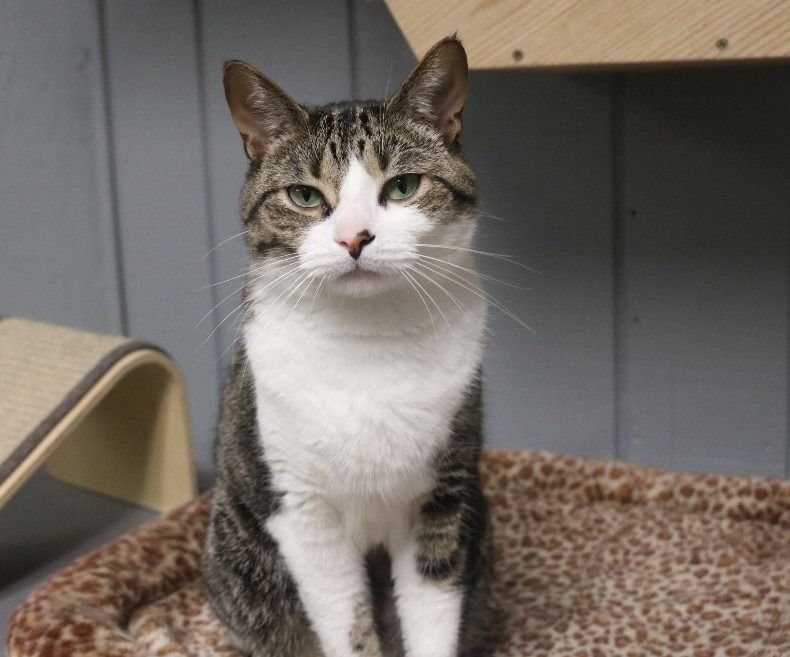 About the I Heart Dogs Volunteer Shirts campaign on Bonfire 3