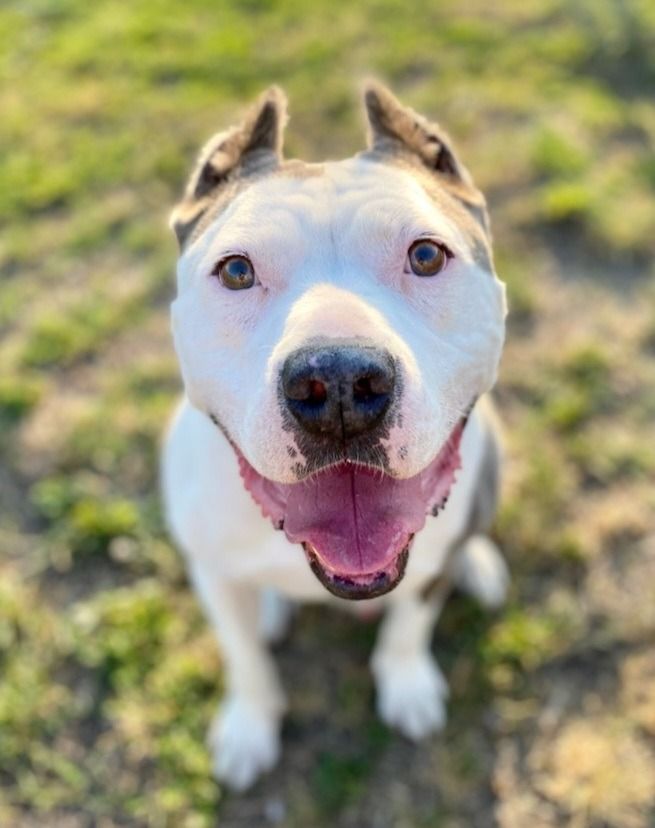 About the I Heart Dogs Volunteer Shirts campaign on Bonfire 2