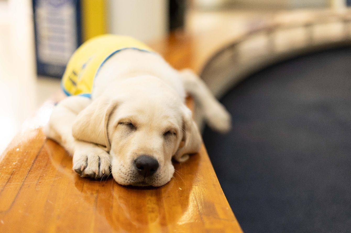About the Collar Scholars Canine Companions Fundraiser&nbsp; campaign on Bonfire 3