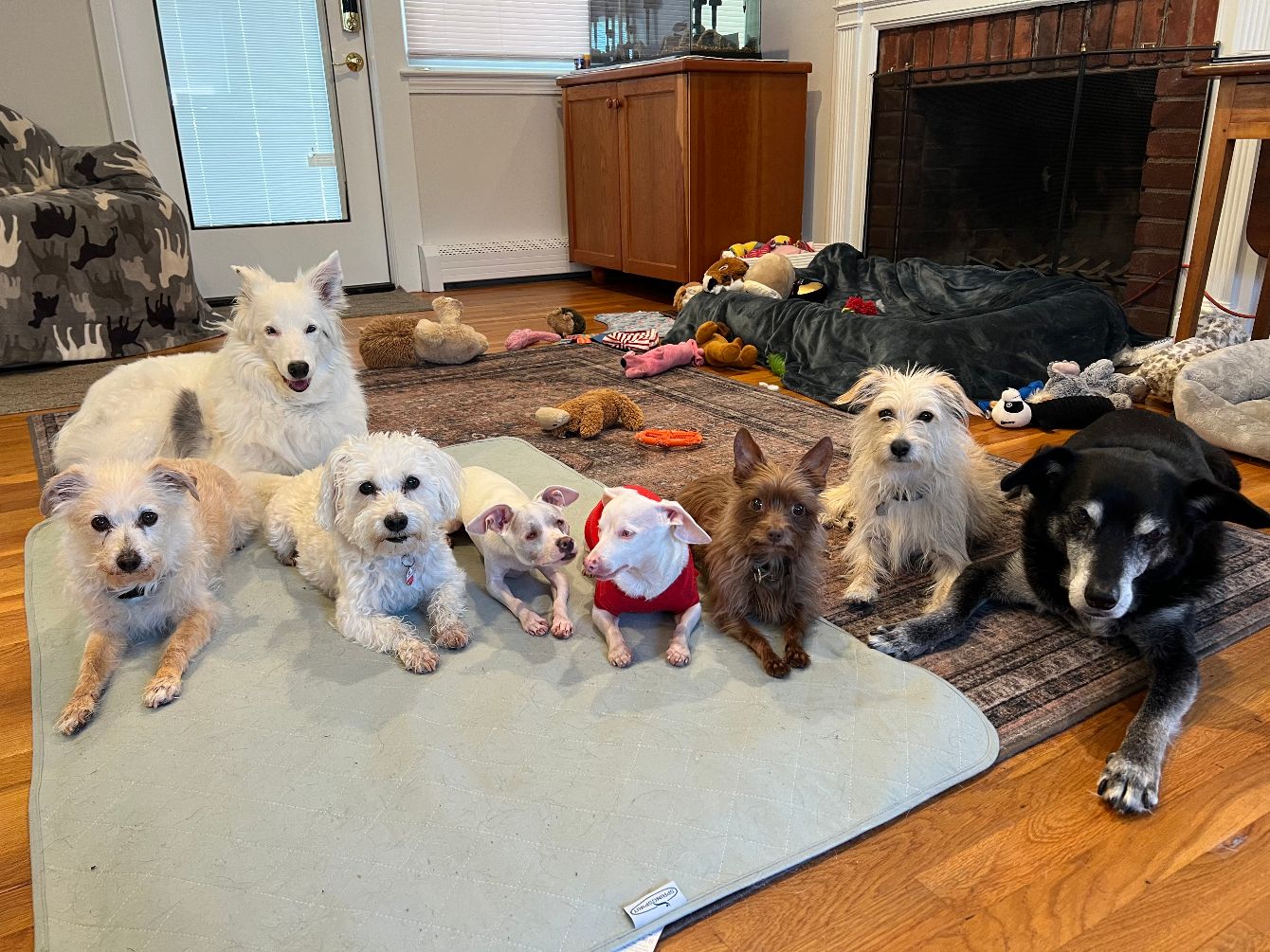 About the Piglet and his Pack in Antique Dog Squares campaign on Bonfire 2