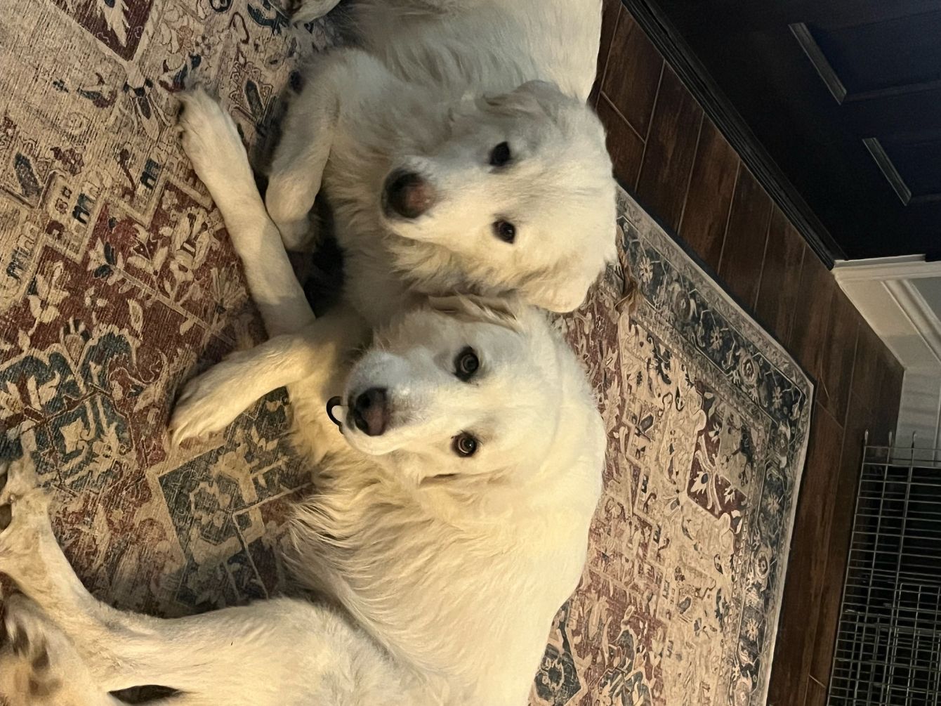 About the Year of the Pyr campaign on Bonfire 2