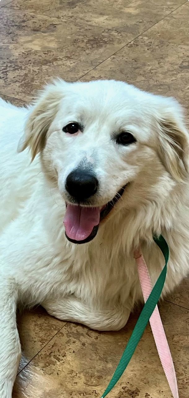 About the Year of the Pyr campaign on Bonfire 4