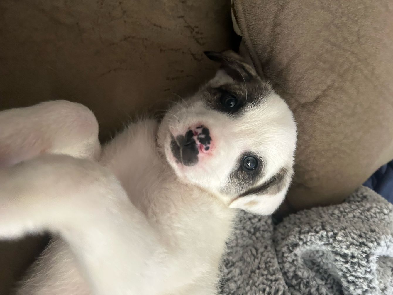 About the Year of the Pyr campaign on Bonfire 3