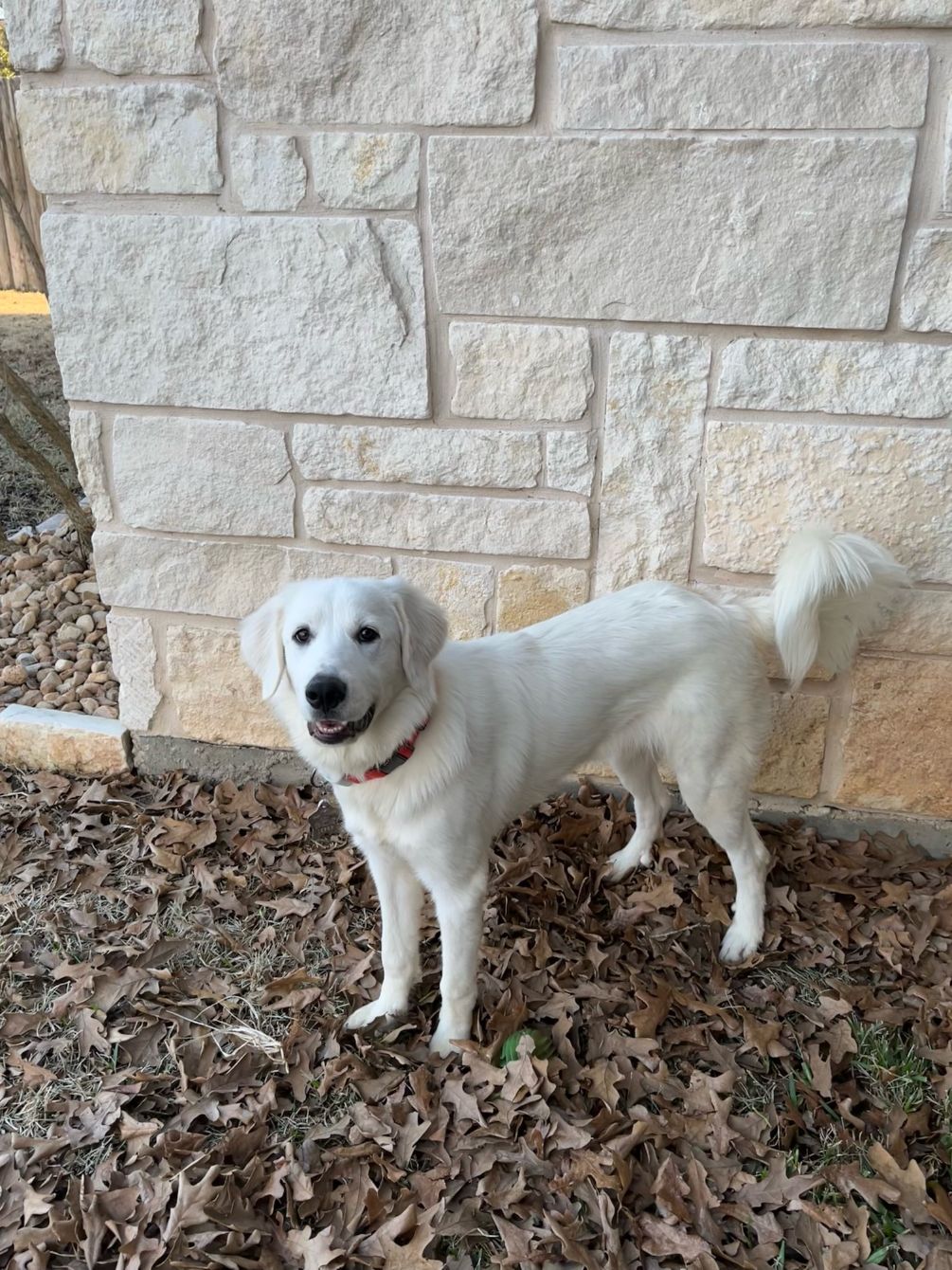 About the Year of the Pyr campaign on Bonfire 6