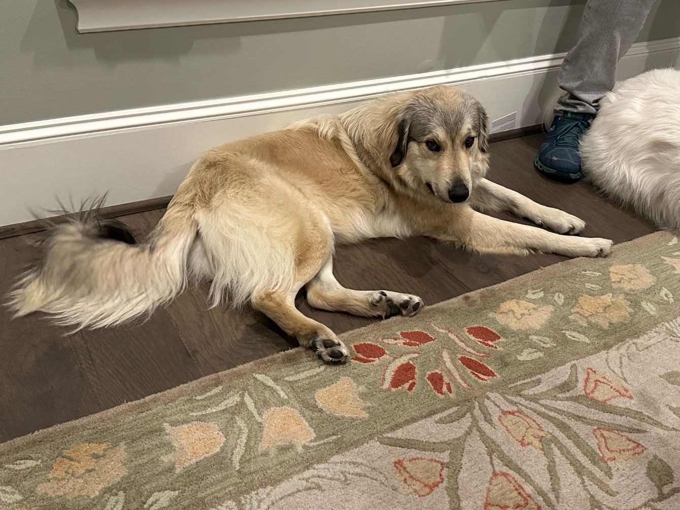 About the Year of the Pyr campaign on Bonfire 7