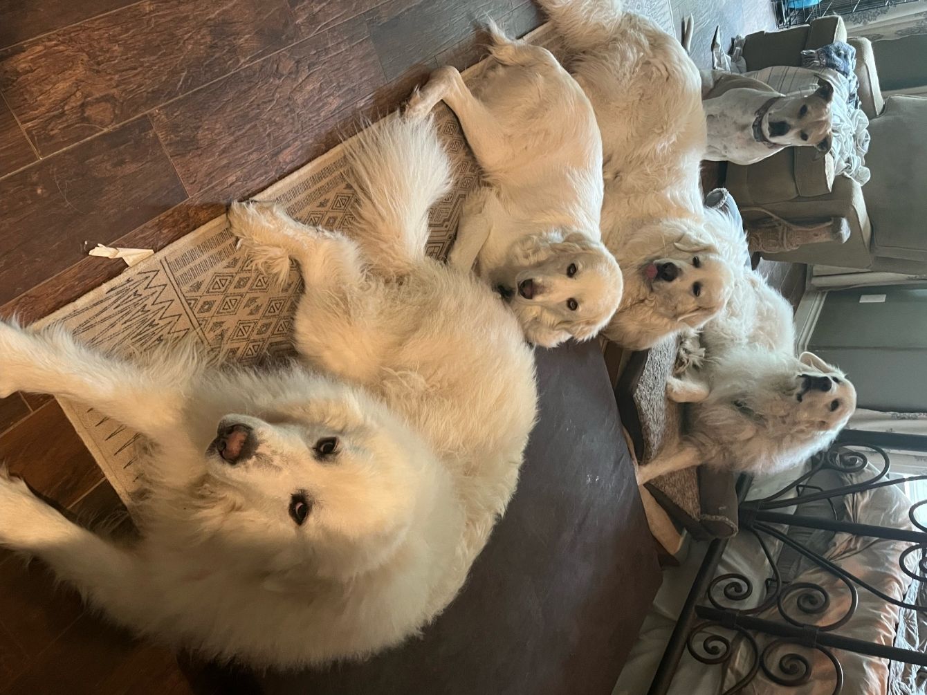 About the Year of the Pyr campaign on Bonfire 5