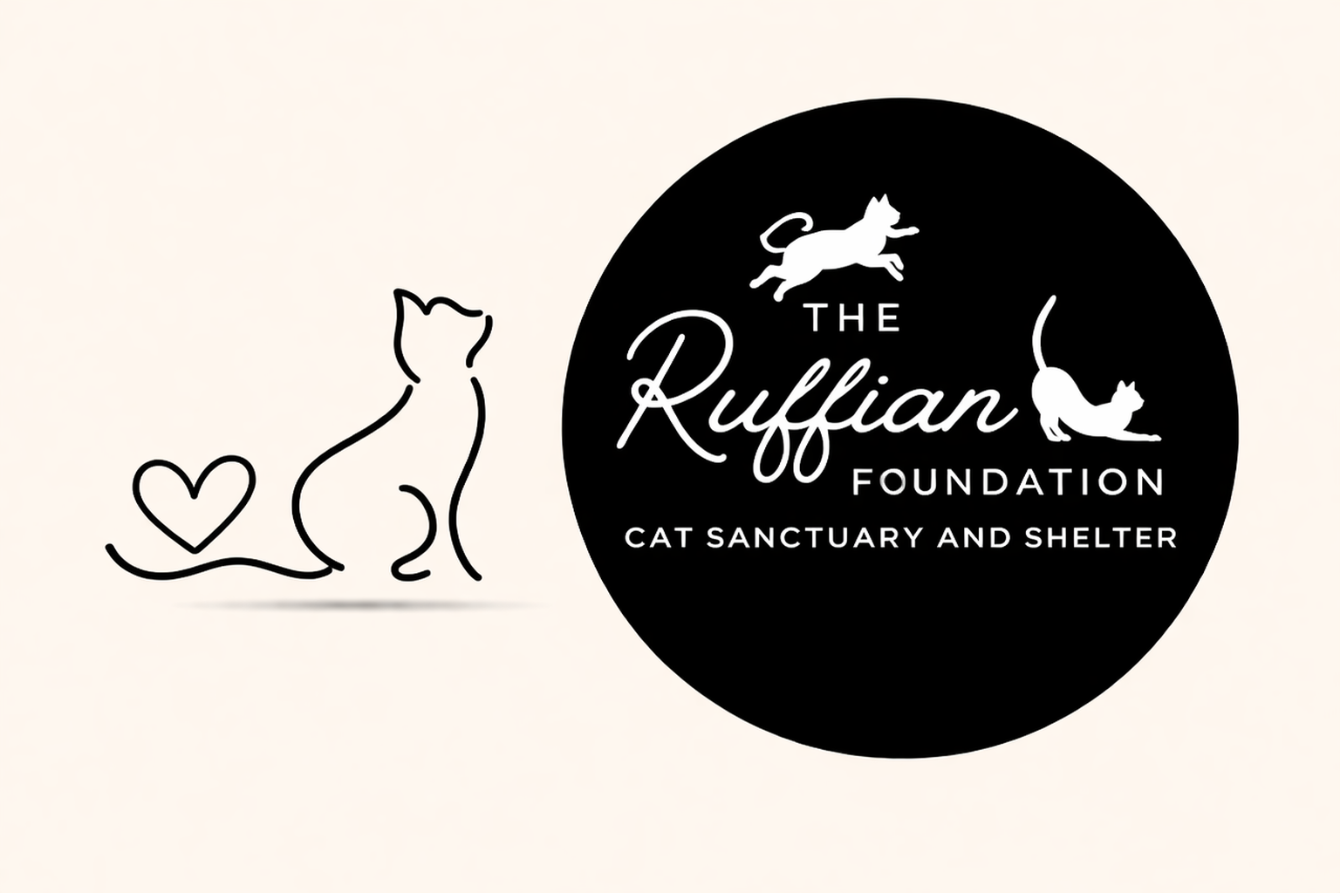 About the  campaign on Bonfire 2