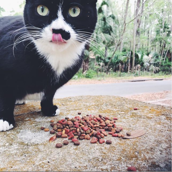 About the Micanopy Meows&nbsp; - TNR with love campaign on Bonfire 2