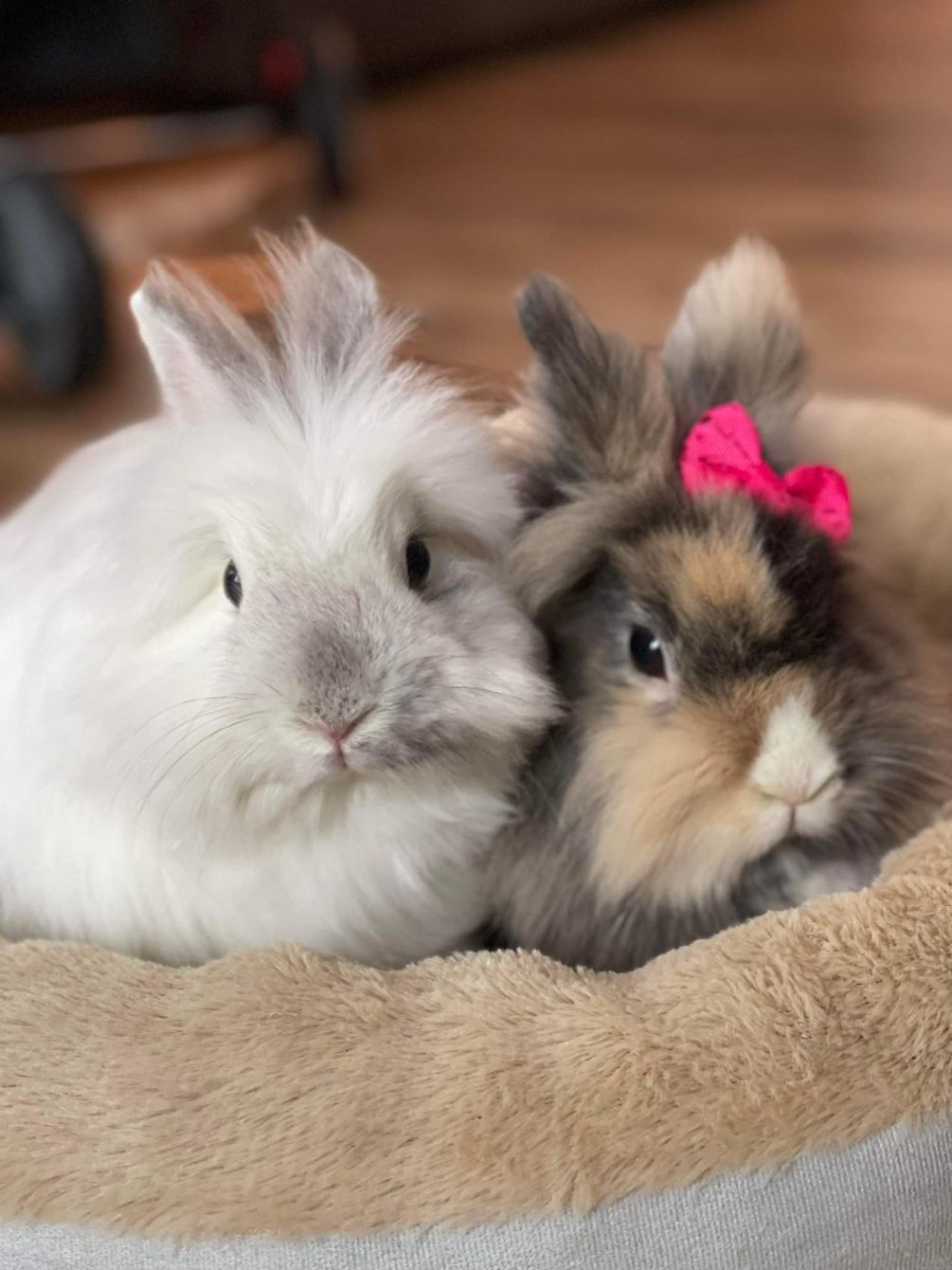 About the Dolly's Dream Home Rabbit Rescue Tops campaign on Bonfire 2