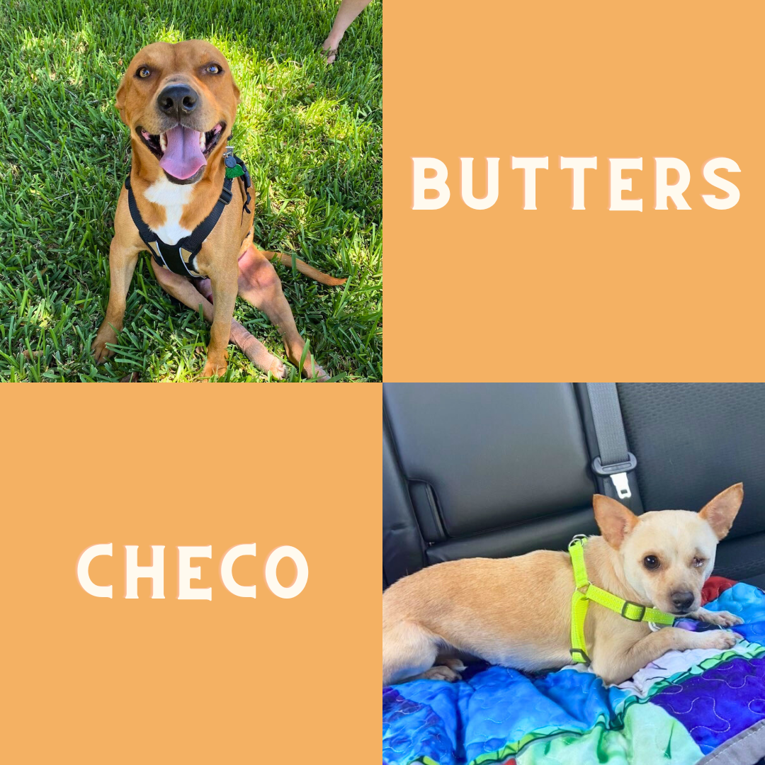 About the FIGHT FOR YOUR FRIENDS - CHECO + BUTTERS campaign on Bonfire 2