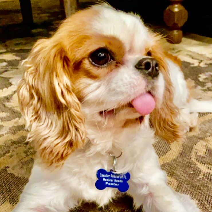 About the CRF Logo Apparel campaign on Bonfire 2