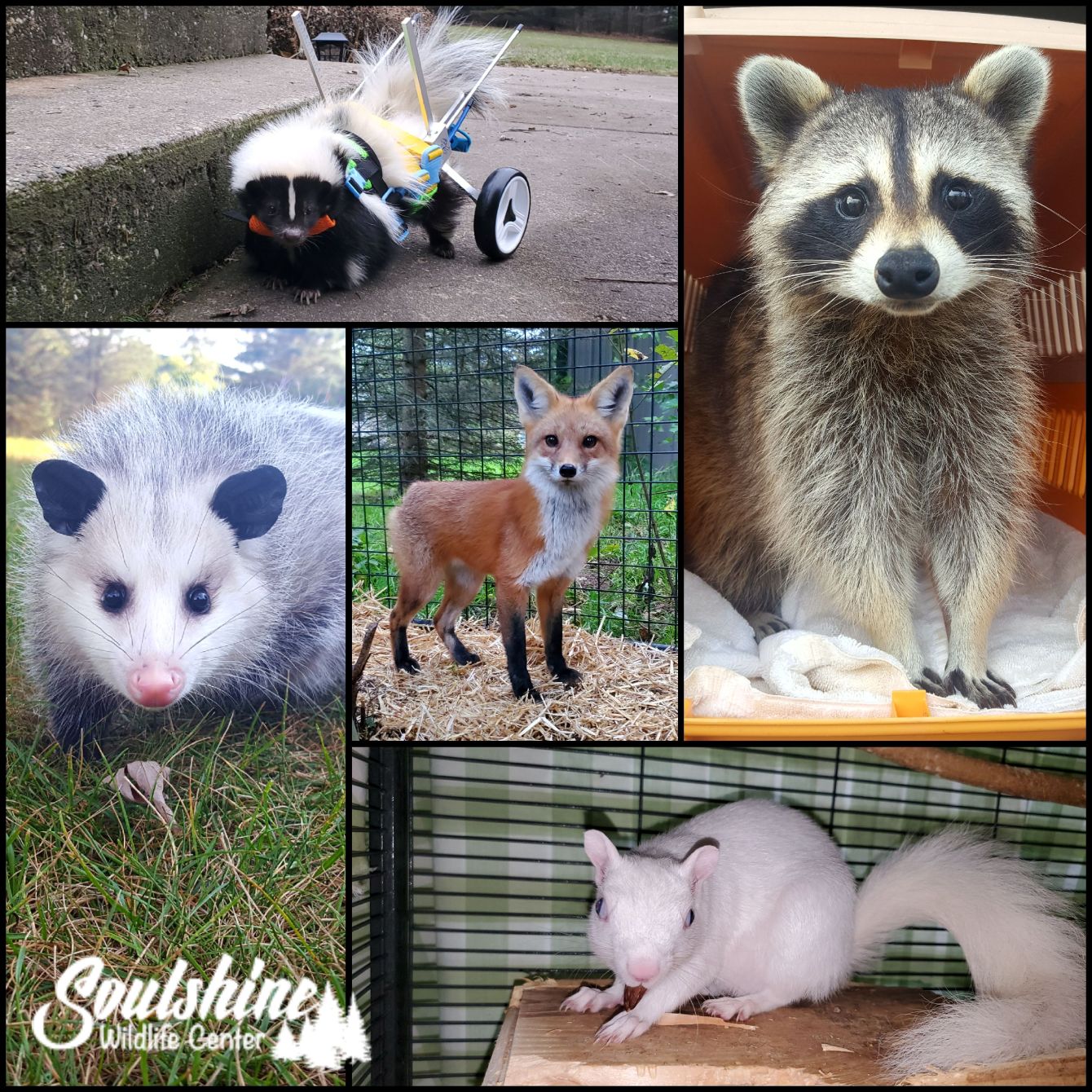 About the Soulshine Wildlife Center, White Lettering campaign on Bonfire 2