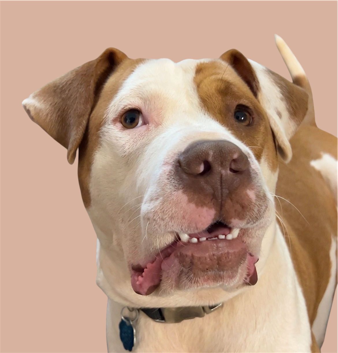 About the Functioning on one brain cell. campaign on Bonfire 2