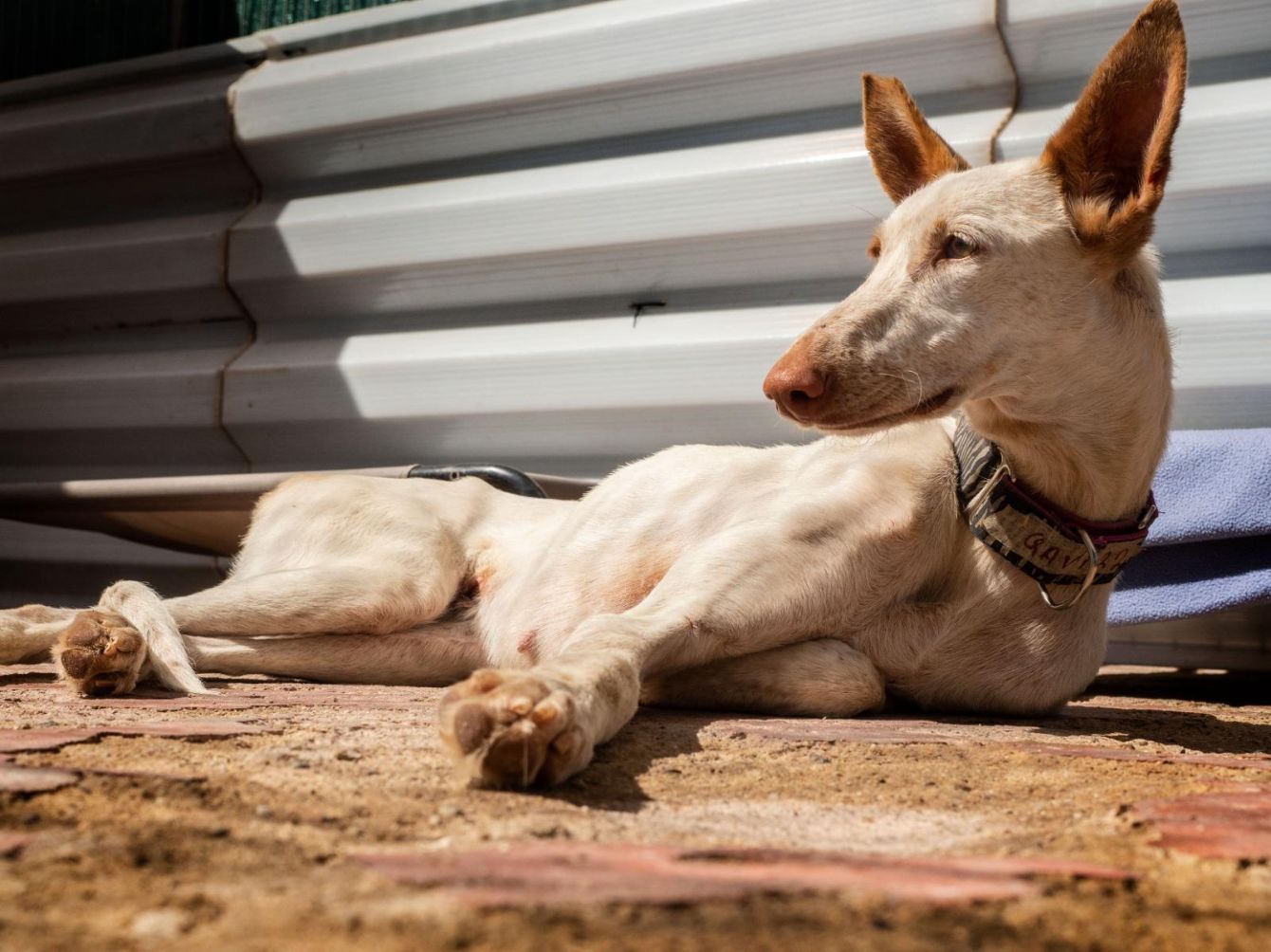 About the Pronking through the Snow! campaign on Bonfire 2