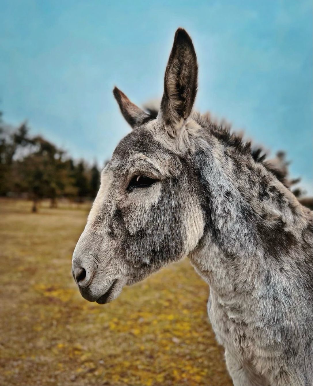 About the Say Hello to Festus! campaign on Bonfire 5