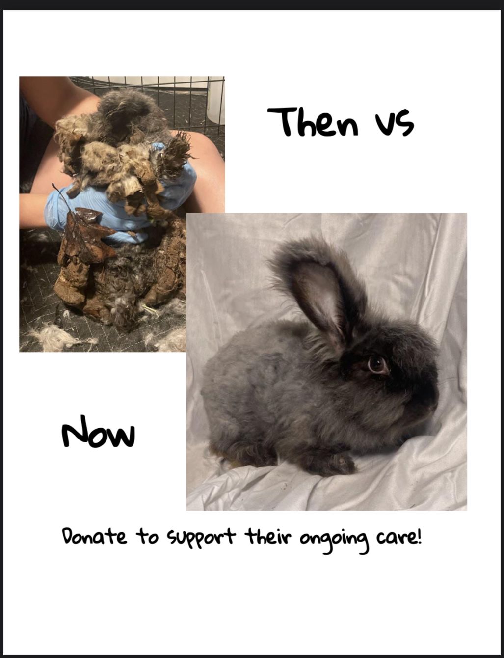 About the BunRabit?s Rescue Fundraiser&nbsp; campaign on Bonfire 4
