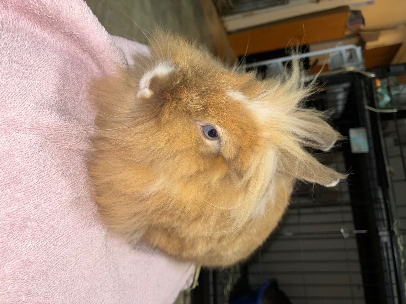 About the BunRabit?s Rescue Fundraiser&nbsp; campaign on Bonfire 2